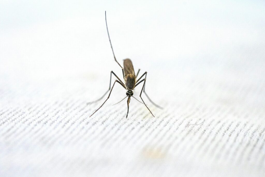 Picture of a Mosquito