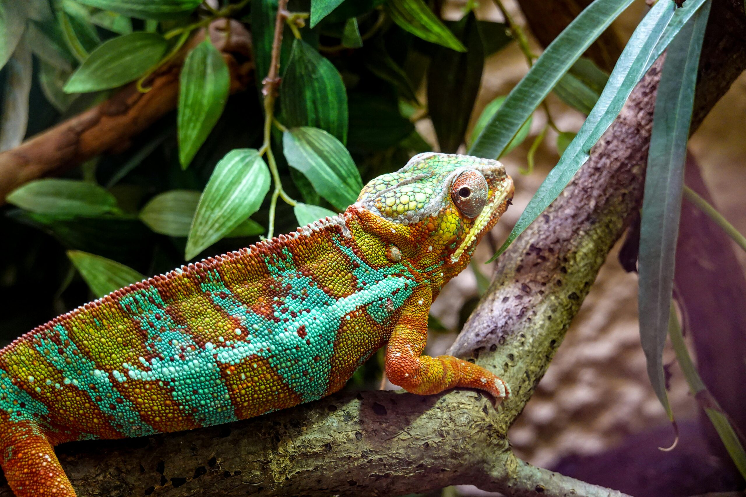 A picture of chameleons color change from green to brown