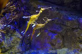 reproduction in the leafy Sea Dragon