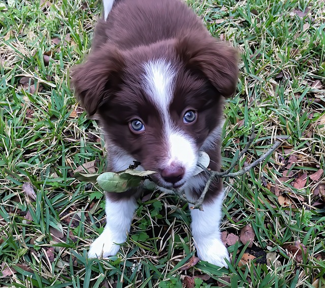 A border collie puppy