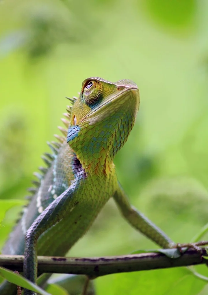 chameleon-animal-wild-animals