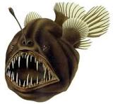 Angler Fish