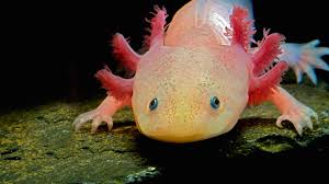 Axolotl