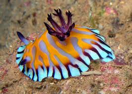 Nudibranch