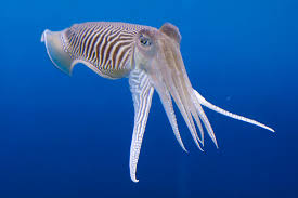 Cuttle Fish