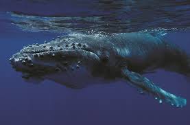 Humpback Whale