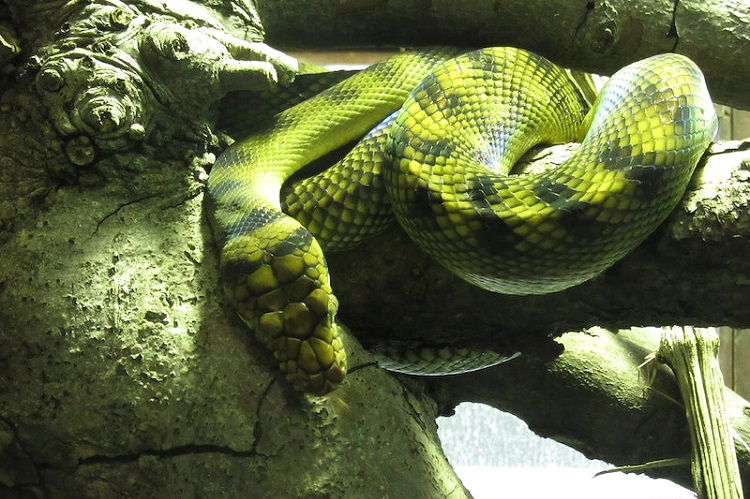 A picture of snake swallowing another