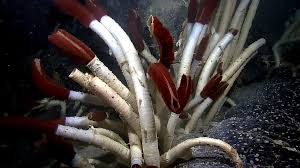 The tube worms