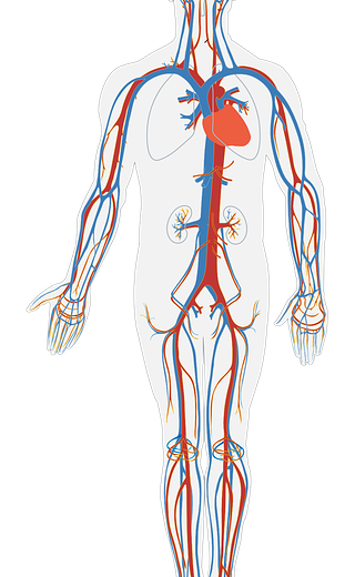 The anatomy of the human body