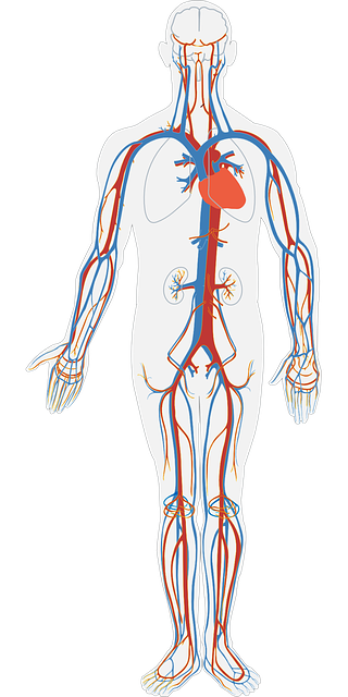 The anatomy of the human body