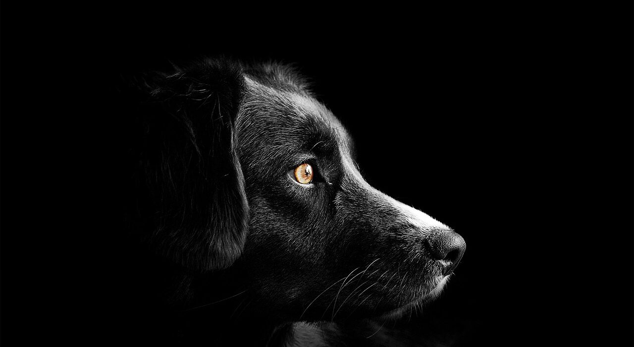 A black colored Border Collie