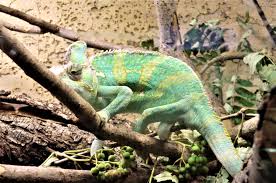 A picture of Chameleon on a dry tree