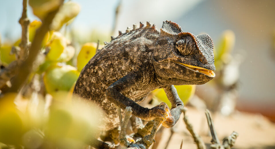 A picture of Namaqua_Chameleon