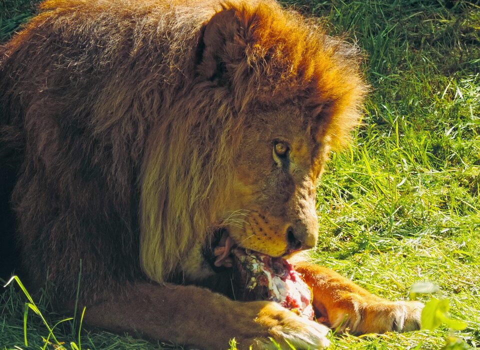 A picture of lion-eating-their-cub