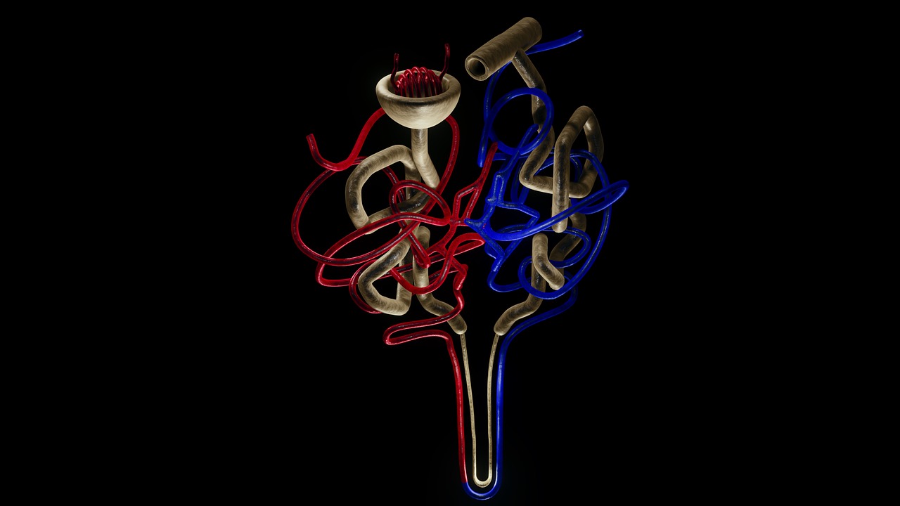 A picture of nephron-kidney