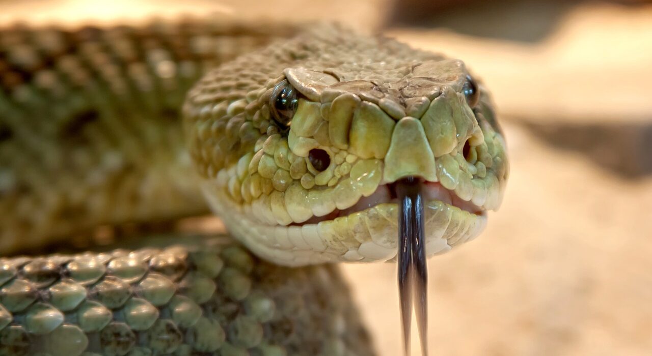 A picture of speckled-rattlesnake