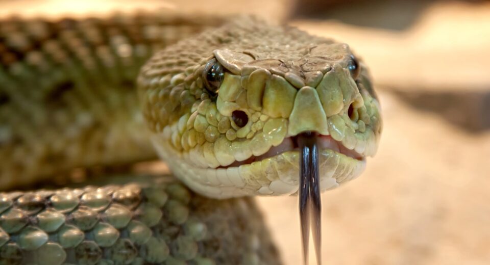 A picture of speckled-rattlesnake