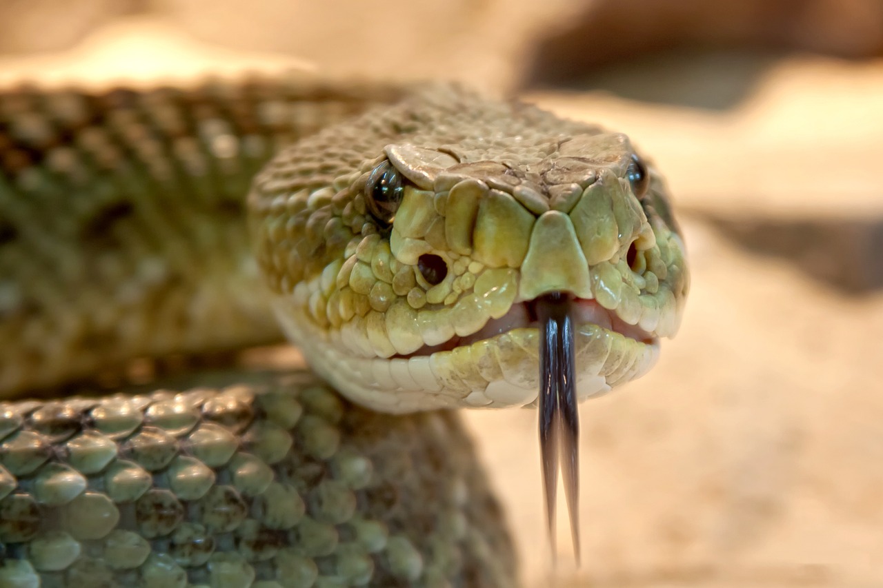 A picture of speckled-rattlesnake