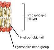 Building blocks of lipid