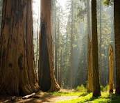 Largest tree in the world