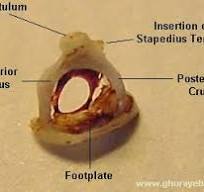 Smallest bone in the human body