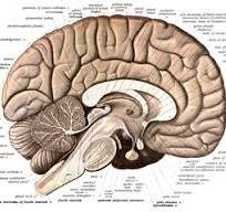 Largest part of the human brain